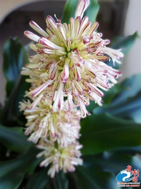 巴西 鐵樹開花 象徵 什麼|原來「巴西木」開花，寓意這麼大